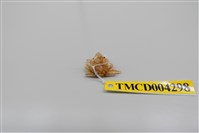 藏品(帶刺併額蟹)的圖片